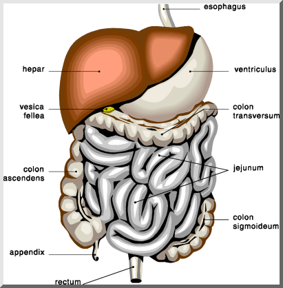 human digestive system diagram. digestive human digestive