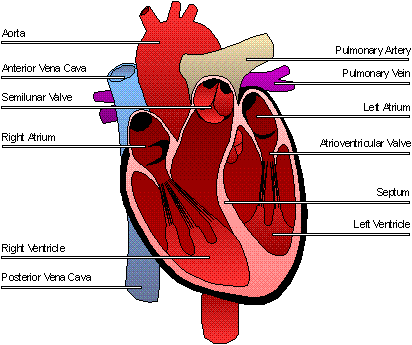 diagram of heart. heart diagram with labels.